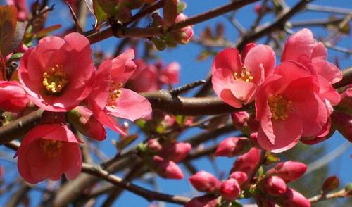 In&iacute;cio da Primavera