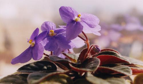 A miss&atilde;o e a vida