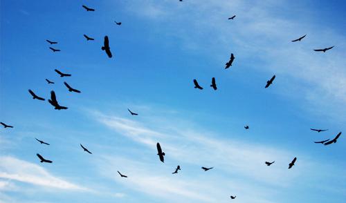 A sábia harmonia da natureza