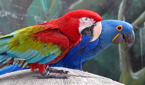 Amazônia em prece