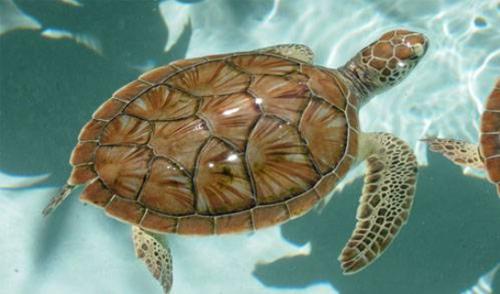 Com arte e com ternura