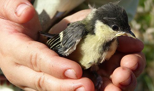 Dirijo, n&atilde;o bebo!