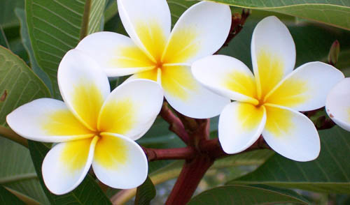 &Eacute; bom agradecer