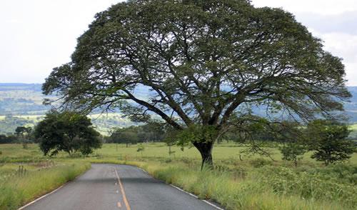 Hino da Campanha da Fraternidade 2017