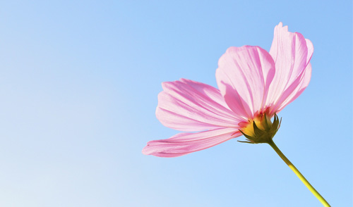 Minha vida &eacute; um para&iacute;so