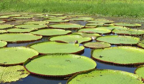 No pa&iacute;s das Amazonas