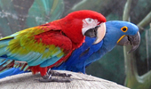 Amazônia em prece