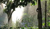 Lição da natureza