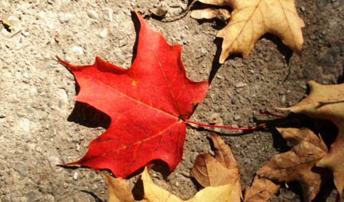 Uma folha que caiu