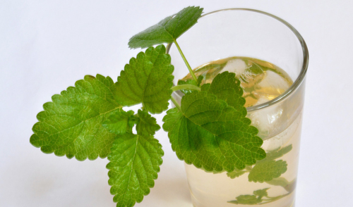 Uso correto das plantas medicinais